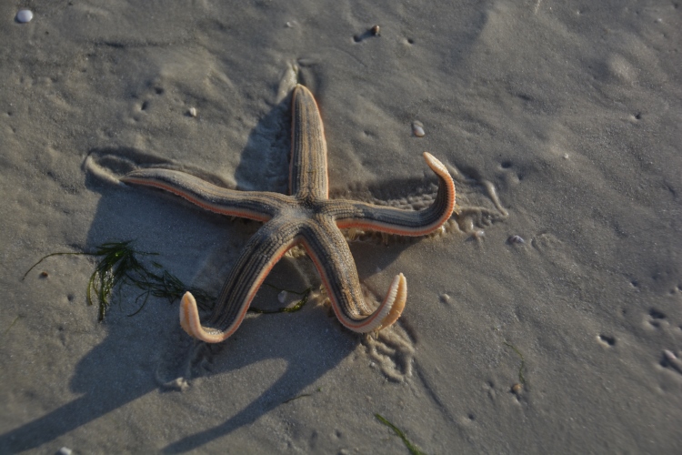 starfish